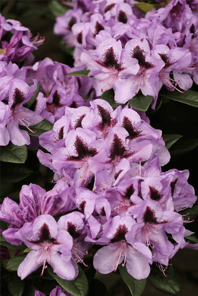 Rhododendron hybrida 'Metallica' - Gartenglueck und Bluetenkunst - DerGartenMarkt.de - Pflanzen > Gartenpflanzen > Rhododendron - DerGartenmarkt.de shop.dergartenmarkt.de