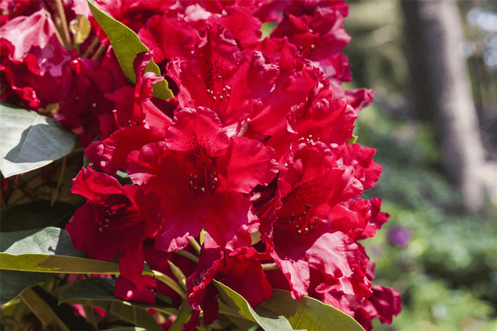 Rhododendron hybrida 'Nova Zembla' - Gartenglueck und Bluetenkunst - DerGartenMarkt.de - Pflanzen > Gartenpflanzen > Rhododendron - DerGartenmarkt.de shop.dergartenmarkt.de