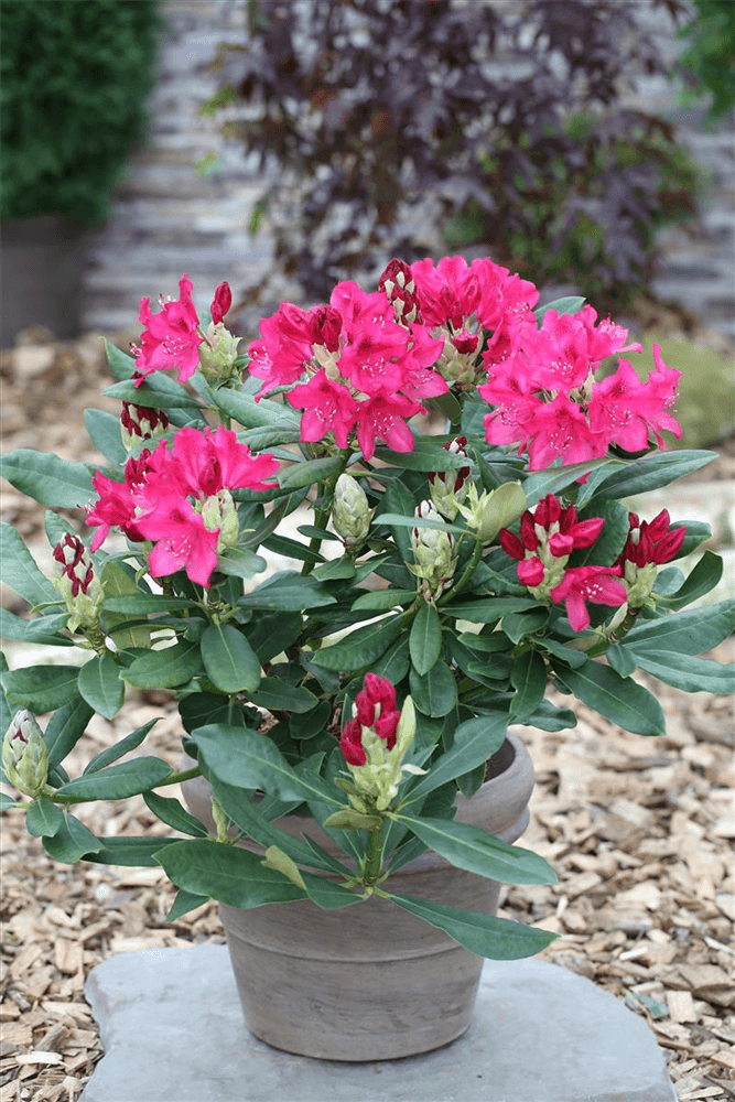 Rhododendron hybrida 'Nova Zembla' - Gartenglueck und Bluetenkunst - DerGartenMarkt.de - Pflanzen > Gartenpflanzen > Rhododendron - DerGartenmarkt.de shop.dergartenmarkt.de