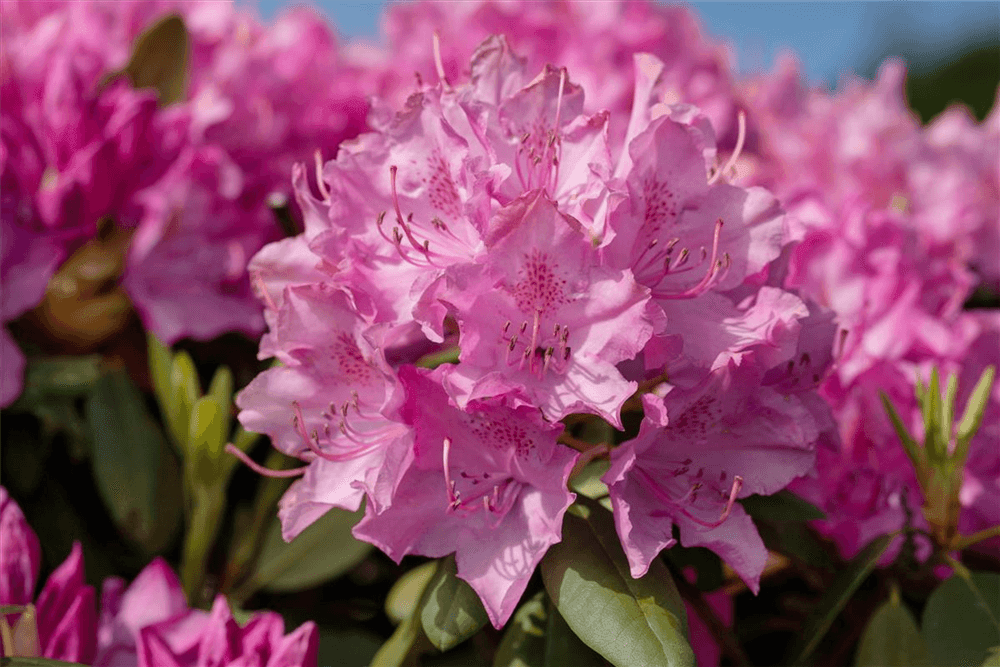 Rhododendron hybrida 'Walküre'® - Gartenglueck und Bluetenkunst - DerGartenMarkt.de - Pflanzen > Gartenpflanzen > Rhododendron - DerGartenmarkt.de shop.dergartenmarkt.de