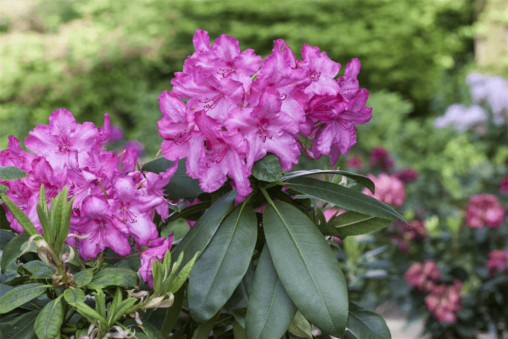 Rhododendron hybrida 'Walküre'® - Gartenglueck und Bluetenkunst - DerGartenMarkt.de - Pflanzen > Gartenpflanzen > Rhododendron - DerGartenmarkt.de shop.dergartenmarkt.de