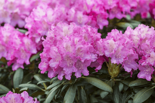 Rhododendron-Hybride 'Anastasia'® - Gartenglueck und Bluetenkunst - DerGartenMarkt.de - Pflanzen > Gartenpflanzen > Rhododendron - DerGartenmarkt.de shop.dergartenmarkt.de