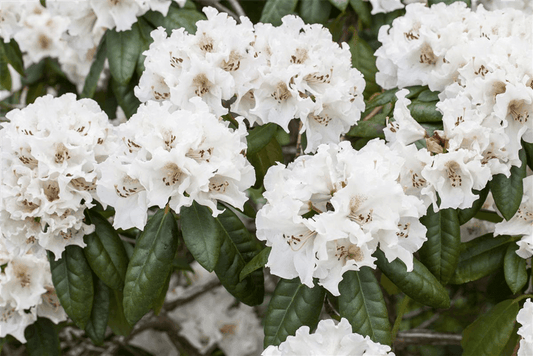 Rhododendron-Hybride 'Bellini' - Gartenglueck und Bluetenkunst - DerGartenMarkt.de - Pflanzen > Gartenpflanzen > Rhododendron - DerGartenmarkt.de shop.dergartenmarkt.de
