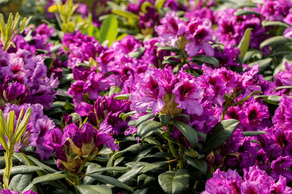 Rhododendron-Hybride 'Blaue Jungs' - Gartenglueck und Bluetenkunst - DerGartenMarkt.de - Pflanzen > Gartenpflanzen > Rhododendron - DerGartenmarkt.de shop.dergartenmarkt.de