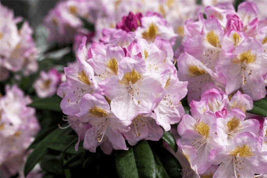 Rhododendron-Hybride 'Brigitte' - Gartenglueck und Bluetenkunst - DerGartenMarkt.de - Pflanzen > Gartenpflanzen > Rhododendron - DerGartenmarkt.de shop.dergartenmarkt.de
