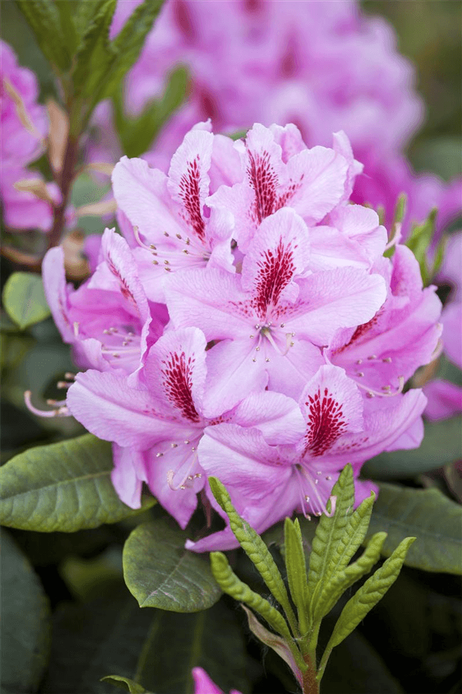 Rhododendron-Hybride 'Furnivall's Daughter' - Gartenglueck und Bluetenkunst - DerGartenMarkt.de - Pflanzen > Gartenpflanzen > Rhododendron - DerGartenmarkt.de shop.dergartenmarkt.de