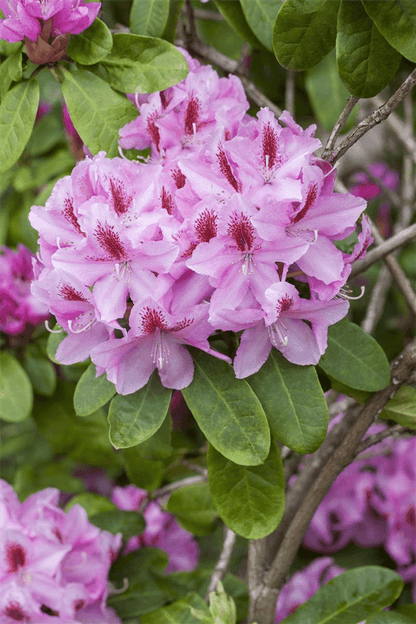 Rhododendron-Hybride 'Furnivall's Daughter' - Gartenglueck und Bluetenkunst - DerGartenMarkt.de - Pflanzen > Gartenpflanzen > Rhododendron - DerGartenmarkt.de shop.dergartenmarkt.de