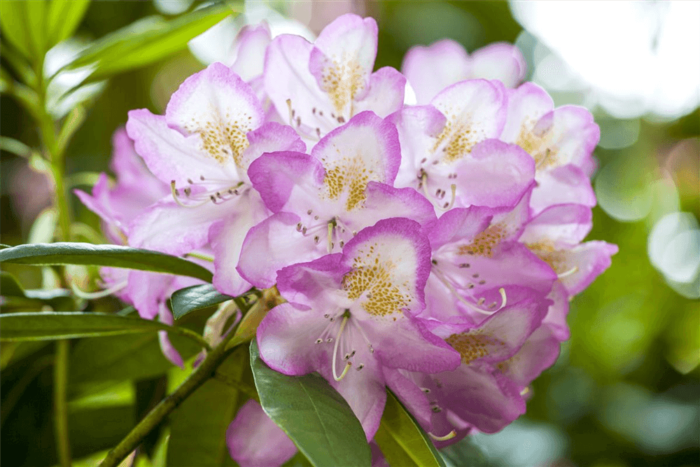 Rhododendron-Hybride 'Gomer Waterer' - Gartenglueck und Bluetenkunst - DerGartenMarkt.de - Pflanzen > Gartenpflanzen > Rhododendron - DerGartenmarkt.de shop.dergartenmarkt.de
