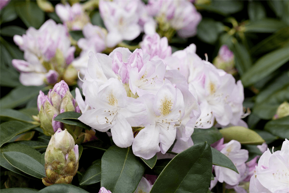 Rhododendron-Hybride 'Gomer Waterer' - Gartenglueck und Bluetenkunst - DerGartenMarkt.de - Pflanzen > Gartenpflanzen > Rhododendron - DerGartenmarkt.de shop.dergartenmarkt.de