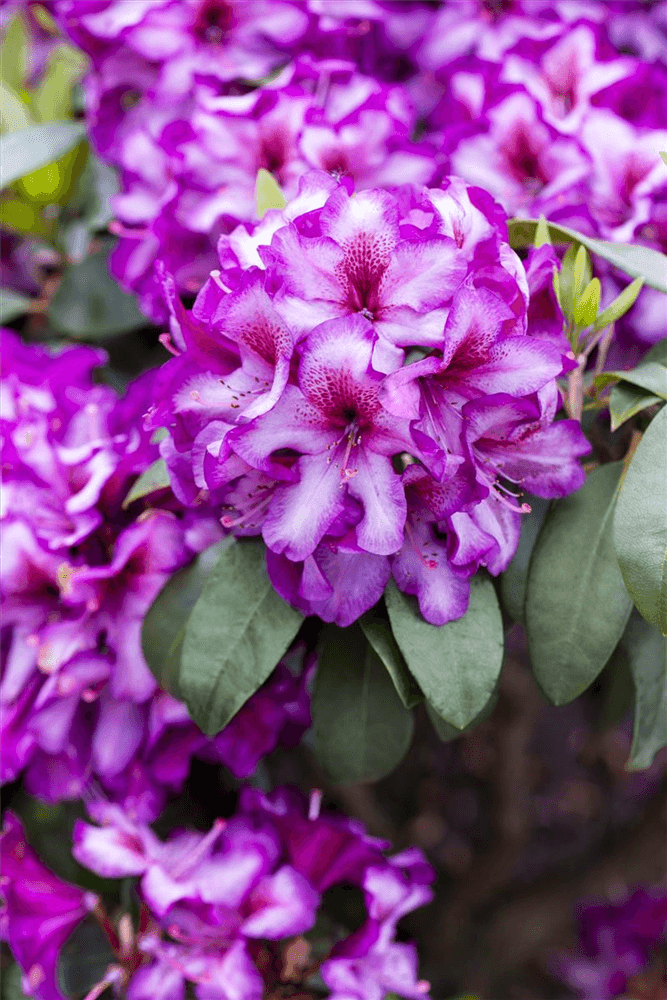 Rhododendron-Hybride 'Hachmann's Charmant'(s) - Gartenglueck und Bluetenkunst - DerGartenMarkt.de - Pflanzen > Gartenpflanzen > Rhododendron - DerGartenmarkt.de shop.dergartenmarkt.de