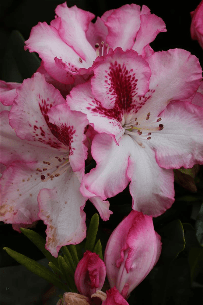 Rhododendron-Hybride 'Hachmann's Charmant'(s) - Gartenglueck und Bluetenkunst - DerGartenMarkt.de - Pflanzen > Gartenpflanzen > Rhododendron - DerGartenmarkt.de shop.dergartenmarkt.de