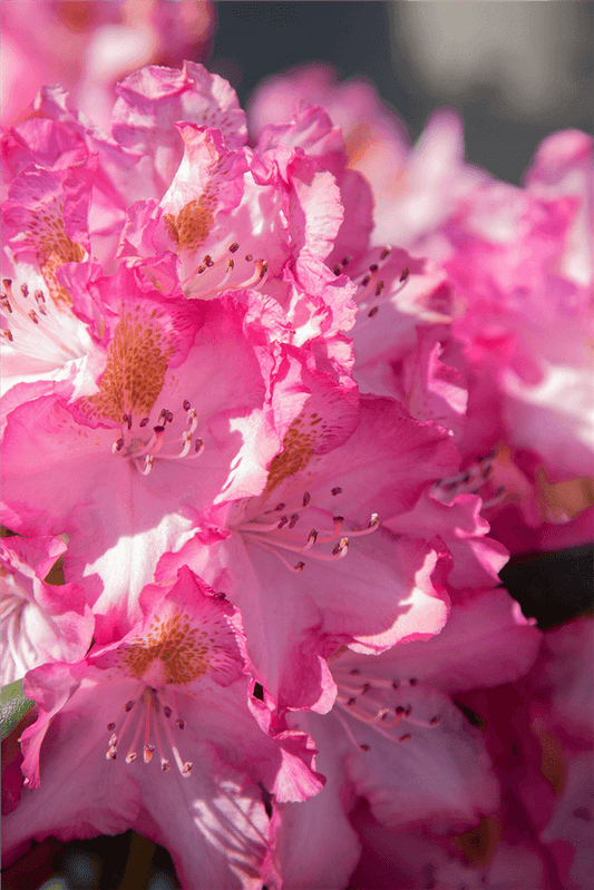 Rhododendron-Hybride 'Junifee'® - Gartenglueck und Bluetenkunst - DerGartenMarkt.de - Pflanzen > Gartenpflanzen > Rhododendron - DerGartenmarkt.de shop.dergartenmarkt.de