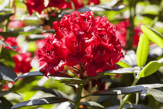 Rhododendron-Hybride 'Karl Naue' - Gartenglueck und Bluetenkunst - DerGartenMarkt.de - Pflanzen > Gartenpflanzen > Rhododendron - DerGartenmarkt.de shop.dergartenmarkt.de
