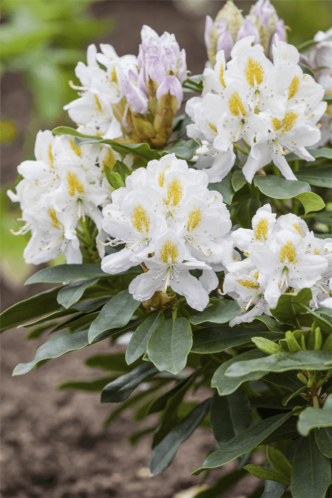 Rhododendron-Hybride 'Madame Masson' - Gartenglueck und Bluetenkunst - DerGartenMarkt.de - Pflanzen > Gartenpflanzen > Rhododendron - DerGartenmarkt.de shop.dergartenmarkt.de