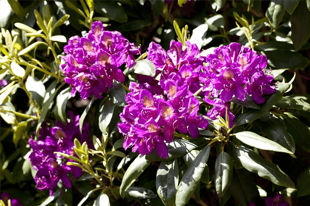 Rhododendron-Hybride 'Marcel Menard' - Gartenglueck und Bluetenkunst - DerGartenMarkt.de - Pflanzen > Gartenpflanzen > Rhododendron - DerGartenmarkt.de shop.dergartenmarkt.de