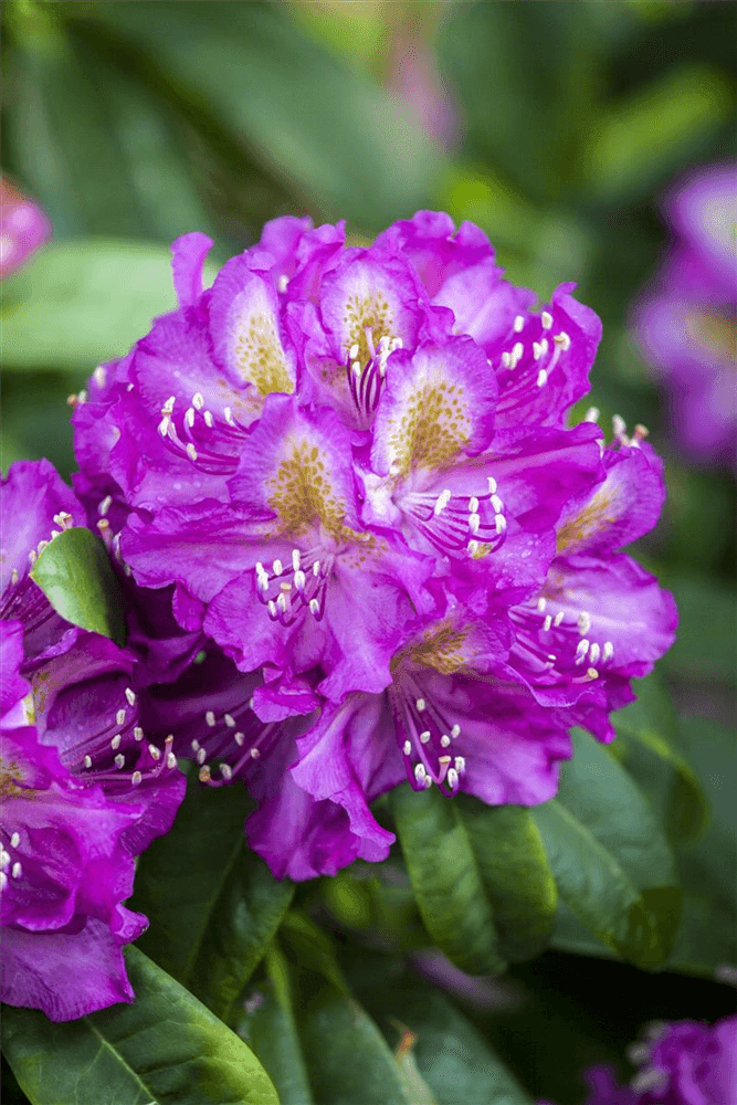 Rhododendron-Hybride 'Marcel Menard' - Gartenglueck und Bluetenkunst - DerGartenMarkt.de - Pflanzen > Gartenpflanzen > Rhododendron - DerGartenmarkt.de shop.dergartenmarkt.de