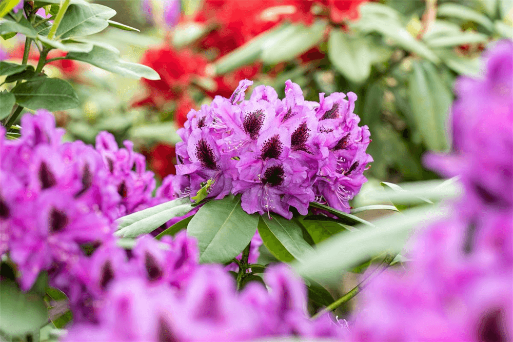 Rhododendron-Hybride 'Pfauenauge'® - Gartenglueck und Bluetenkunst - DerGartenMarkt.de - Pflanzen > Gartenpflanzen > Rhododendron - DerGartenmarkt.de shop.dergartenmarkt.de