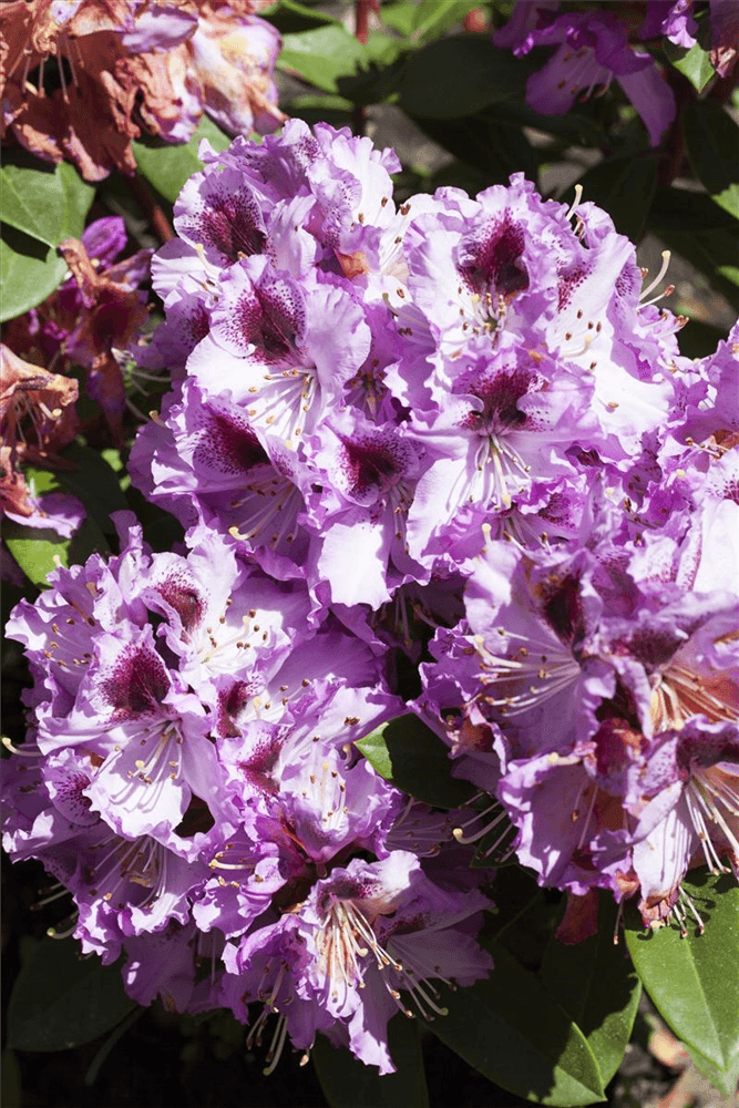 Rhododendron-Hybride 'Pfauenauge'® - Gartenglueck und Bluetenkunst - DerGartenMarkt.de - Pflanzen > Gartenpflanzen > Rhododendron - DerGartenmarkt.de shop.dergartenmarkt.de