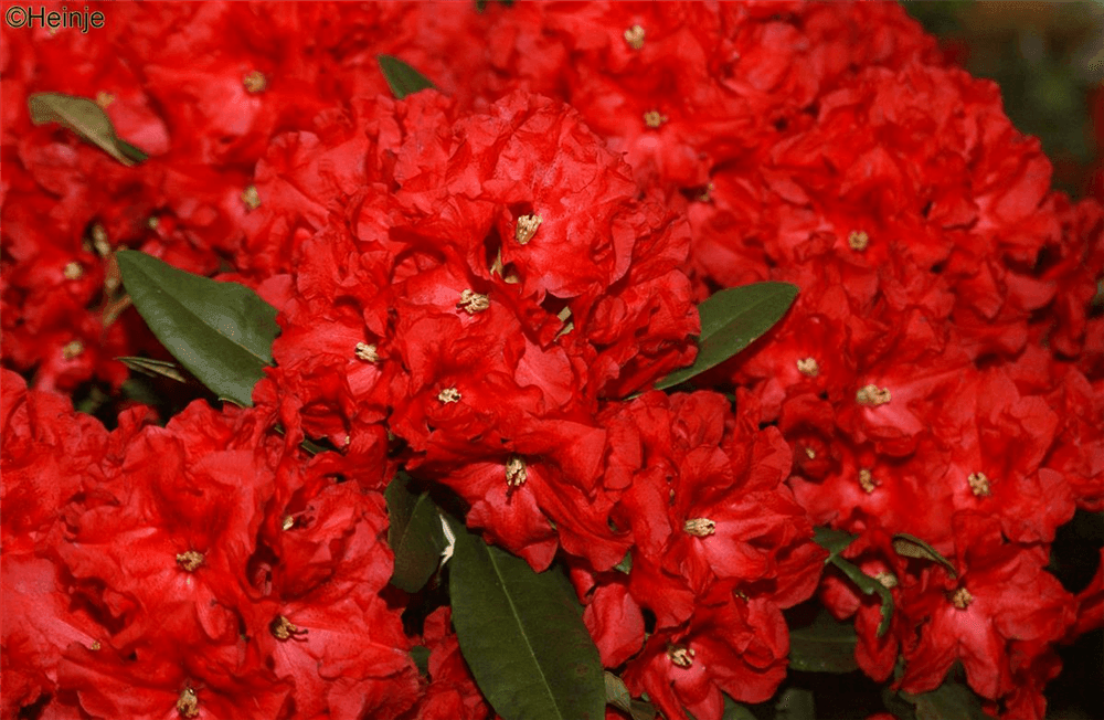 Rhododendron-Hybride 'Rabatz'® - Gartenglueck und Bluetenkunst - DerGartenMarkt.de - Pflanzen > Gartenpflanzen > Rhododendron - DerGartenmarkt.de shop.dergartenmarkt.de