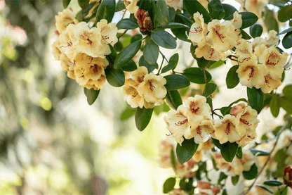 Rhododendron-Hybride 'Viscy' - Gartenglueck und Bluetenkunst - DerGartenMarkt.de - Pflanzen > Gartenpflanzen > Rhododendron - DerGartenmarkt.de shop.dergartenmarkt.de