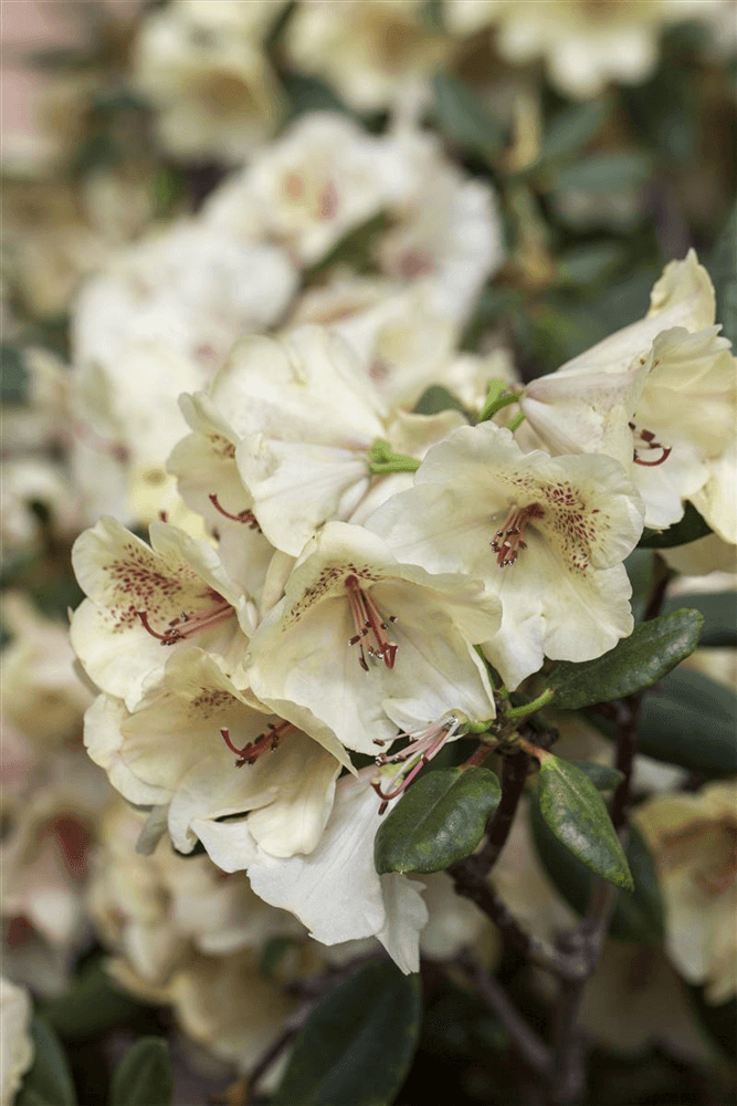 Rhododendron-Hybride 'Viscy' - Gartenglueck und Bluetenkunst - DerGartenMarkt.de - Pflanzen > Gartenpflanzen > Rhododendron - DerGartenmarkt.de shop.dergartenmarkt.de