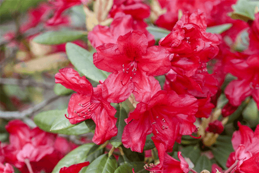 Rhododendron-Hybride 'Vulcan's Flame' - Gartenglueck und Bluetenkunst - DerGartenMarkt.de - Pflanzen > Gartenpflanzen > Rhododendron - DerGartenmarkt.de shop.dergartenmarkt.de