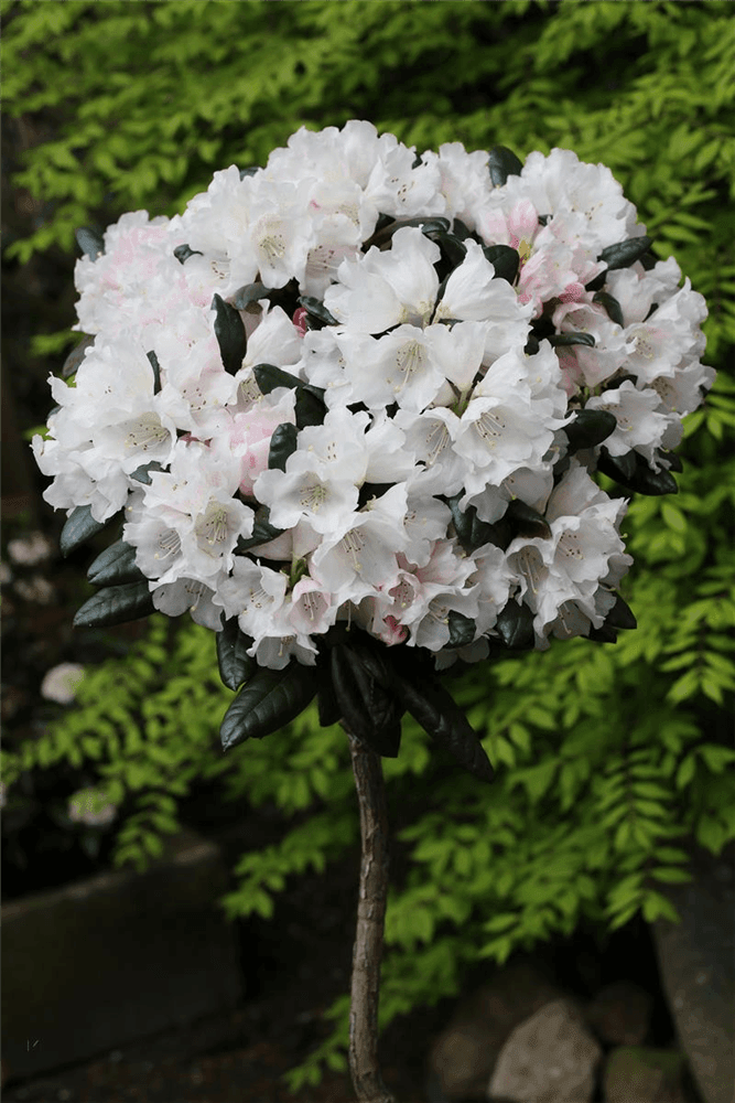 Rhododendron 'Hydon Velvet' - Gartenglueck und Bluetenkunst - DerGartenMarkt.de - Pflanzen > Gartenpflanzen > Rhododendron - DerGartenmarkt.de shop.dergartenmarkt.de