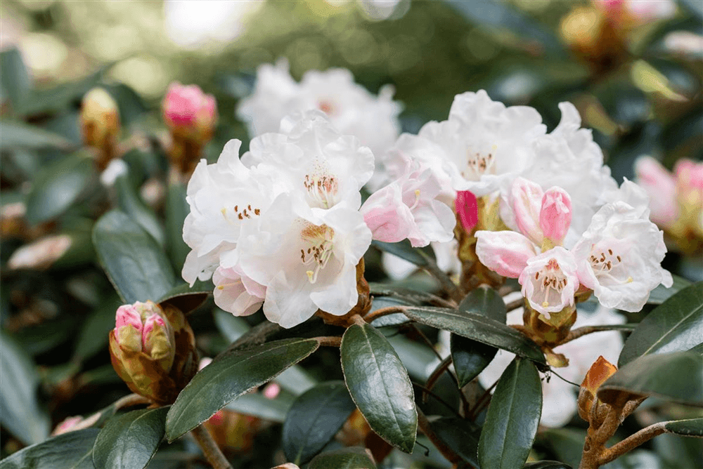 Rhododendron 'Hydon Velvet' - Gartenglueck und Bluetenkunst - DerGartenMarkt.de - Pflanzen > Gartenpflanzen > Rhododendron - DerGartenmarkt.de shop.dergartenmarkt.de