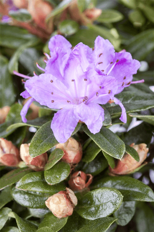 Rhododendron impeditum 'Moerheim' - Gartenglueck und Bluetenkunst - DerGartenMarkt.de - Pflanzen > Gartenpflanzen > Rhododendron - DerGartenmarkt.de shop.dergartenmarkt.de