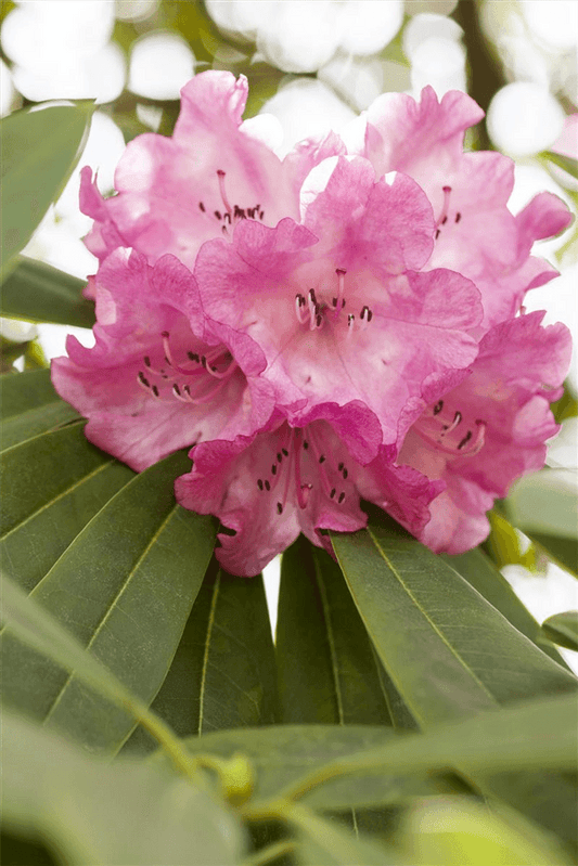 Rhododendron 'INKARHO® Rosa Dufthecke' - Gartenglueck und Bluetenkunst - DerGartenMarkt.de - Pflanzen > Gartenpflanzen > Rhododendron - DerGartenmarkt.de shop.dergartenmarkt.de