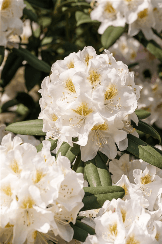 Rhododendron 'INKARHO® Weiße Dufthecke' - Gartenglueck und Bluetenkunst - DerGartenMarkt.de - Pflanzen > Gartenpflanzen > Rhododendron - DerGartenmarkt.de shop.dergartenmarkt.de