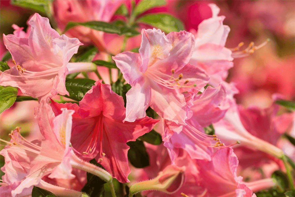 Rhododendron 'Jolie Madame' - Gartenglueck und Bluetenkunst - DerGartenMarkt.de - Pflanzen > Gartenpflanzen > Rhododendron - DerGartenmarkt.de shop.dergartenmarkt.de
