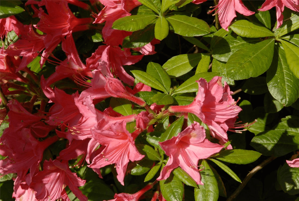 Rhododendron 'Jolie Madame' - Gartenglueck und Bluetenkunst - DerGartenMarkt.de - Pflanzen > Gartenpflanzen > Rhododendron - DerGartenmarkt.de shop.dergartenmarkt.de