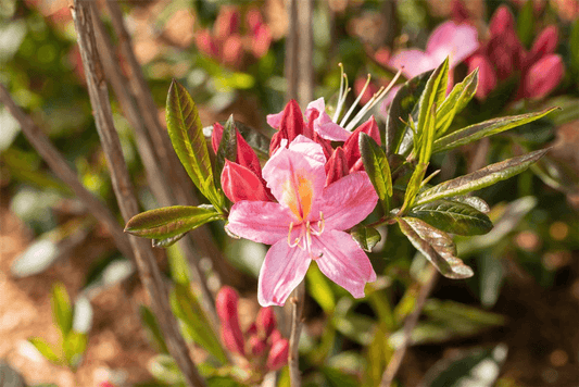 Rhododendron 'Juniduft' - Gartenglueck und Bluetenkunst - DerGartenMarkt.de - Pflanzen > Gartenpflanzen > Rhododendron - DerGartenmarkt.de shop.dergartenmarkt.de
