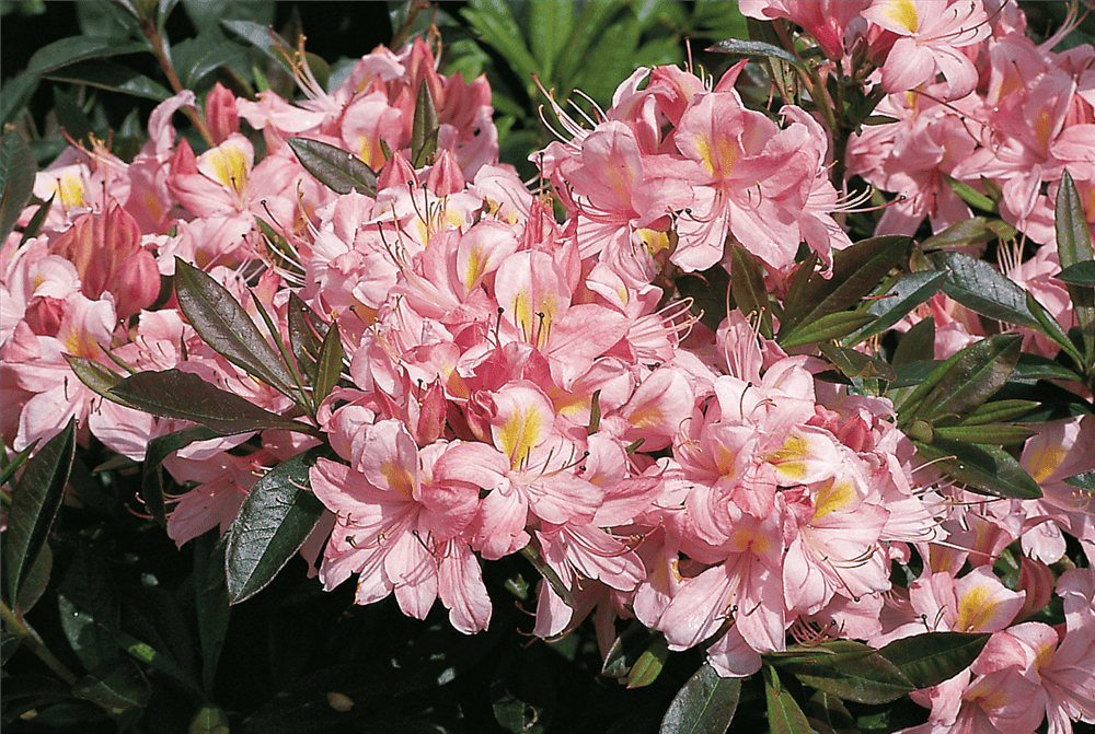 Rhododendron 'Juniduft' - Gartenglueck und Bluetenkunst - DerGartenMarkt.de - Pflanzen > Gartenpflanzen > Rhododendron - DerGartenmarkt.de shop.dergartenmarkt.de
