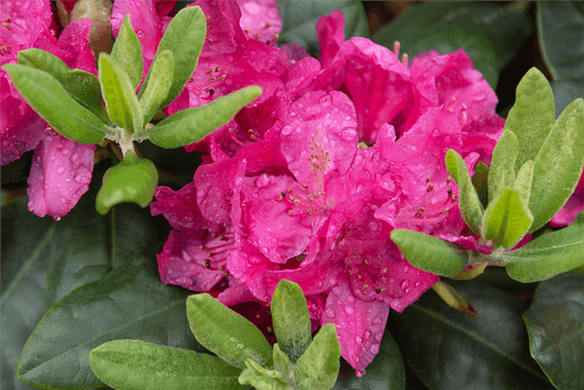 Rhododendron 'Junifreude' - Gartenglueck und Bluetenkunst - DerGartenMarkt.de - Pflanzen > Gartenpflanzen > Rhododendron - DerGartenmarkt.de shop.dergartenmarkt.de
