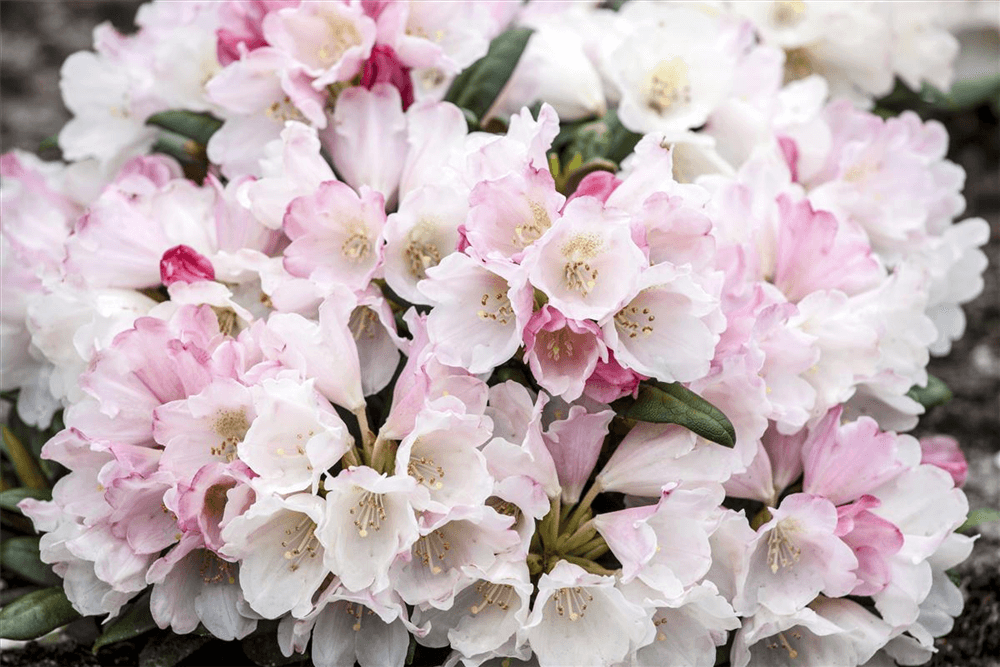 Rhododendron 'Koichiro Wada' - Gartenglueck und Bluetenkunst - DerGartenMarkt.de - Pflanzen > Gartenpflanzen > Rhododendron - DerGartenmarkt.de shop.dergartenmarkt.de