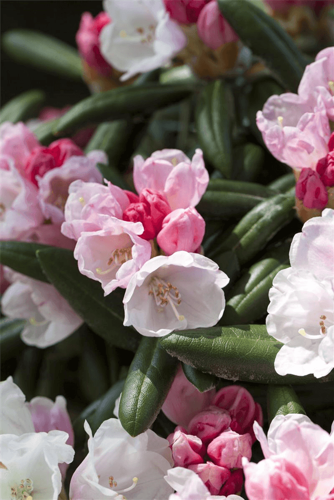 Rhododendron 'Koichiro Wada' - Gartenglueck und Bluetenkunst - DerGartenMarkt.de - Pflanzen > Gartenpflanzen > Rhododendron - DerGartenmarkt.de shop.dergartenmarkt.de