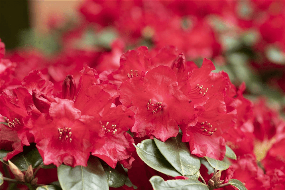 Rhododendron 'Lisetta'® - Gartenglueck und Bluetenkunst - DerGartenMarkt.de - Pflanzen > Gartenpflanzen > Rhododendron - DerGartenmarkt.de shop.dergartenmarkt.de