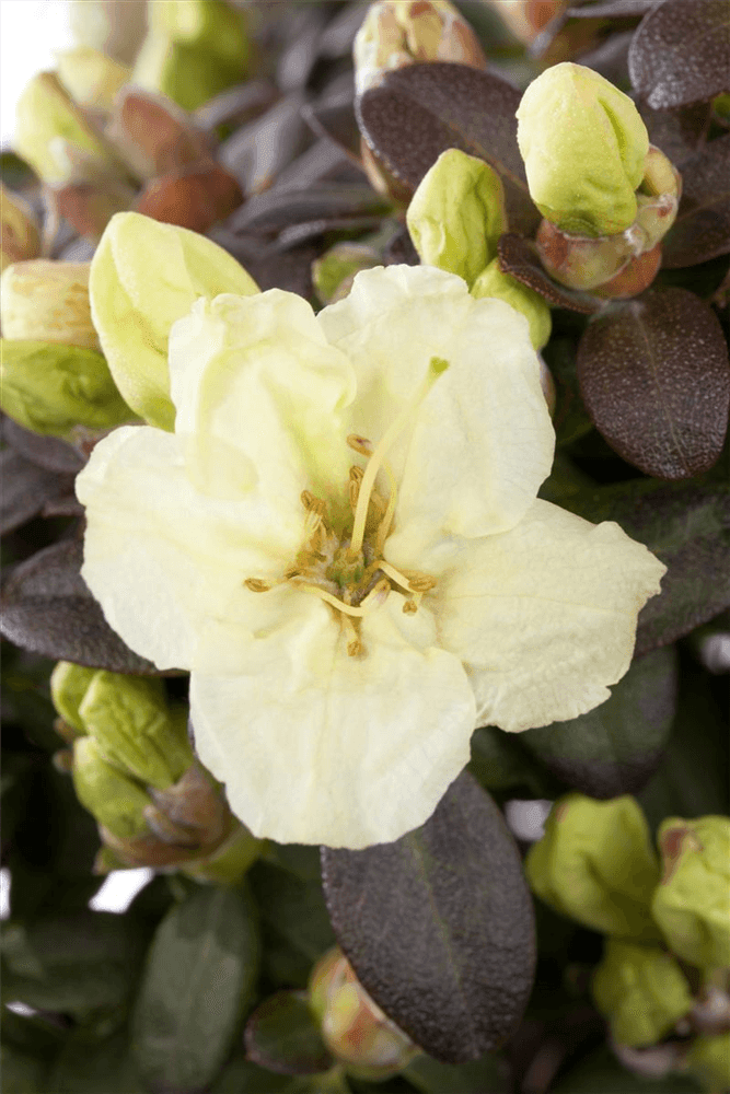 Rhododendron ludlowii 'Wren' - Gartenglueck und Bluetenkunst - DerGartenMarkt.de - Pflanzen > Gartenpflanzen > Rhododendron - DerGartenmarkt.de shop.dergartenmarkt.de