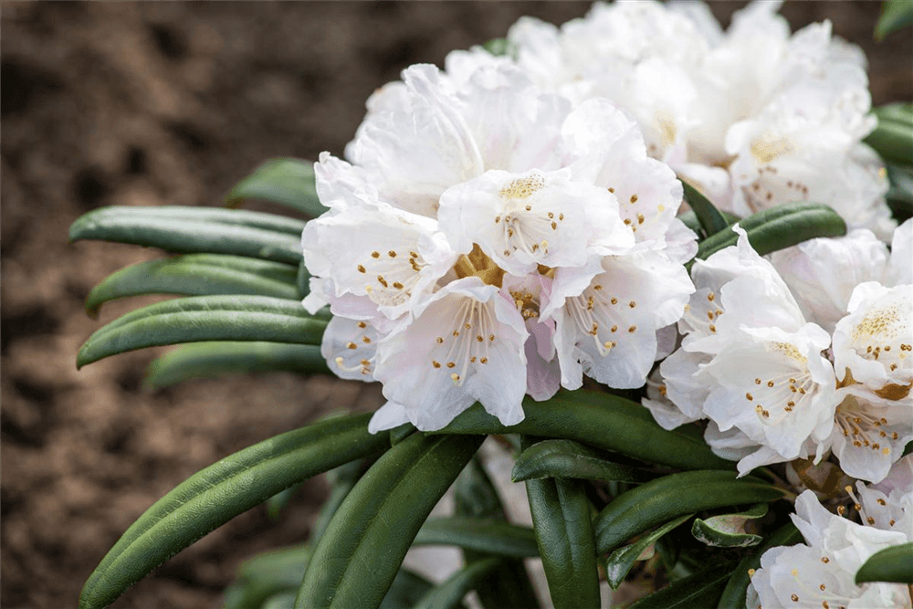 Rhododendron 'Makiyak' - Gartenglueck und Bluetenkunst - DerGartenMarkt.de - Pflanzen > Gartenpflanzen > Rhododendron - DerGartenmarkt.de shop.dergartenmarkt.de