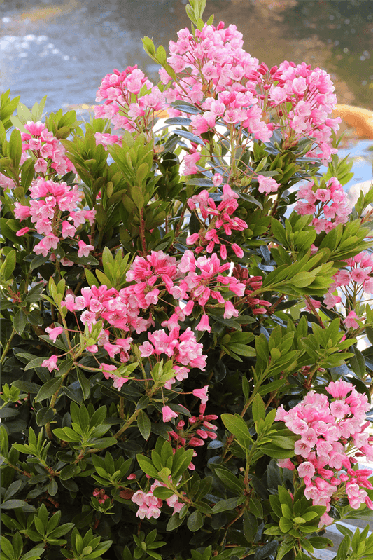 Rhododendron micranthum 'Bloombux'® magenta - Gartenglueck und Bluetenkunst - DerGartenMarkt.de - Pflanzen > Gartenpflanzen > Rhododendron - DerGartenmarkt.de shop.dergartenmarkt.de