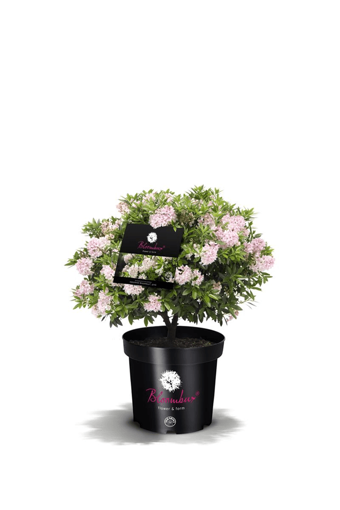 Rhododendron micranthum 'Bloombux'® pink - Gartenglueck und Bluetenkunst - DerGartenMarkt.de - Pflanzen > Gartenpflanzen > Rhododendron - DerGartenmarkt.de shop.dergartenmarkt.de