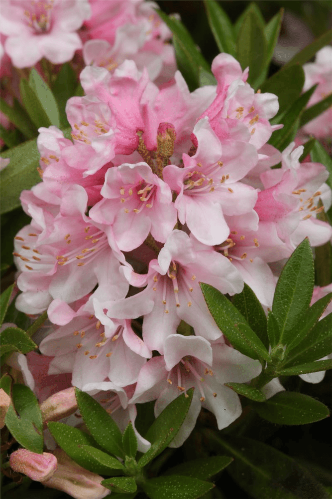 Rhododendron micranthum 'Bloombux'® pink - Gartenglueck und Bluetenkunst - DerGartenMarkt.de - Pflanzen > Gartenpflanzen > Rhododendron - DerGartenmarkt.de shop.dergartenmarkt.de