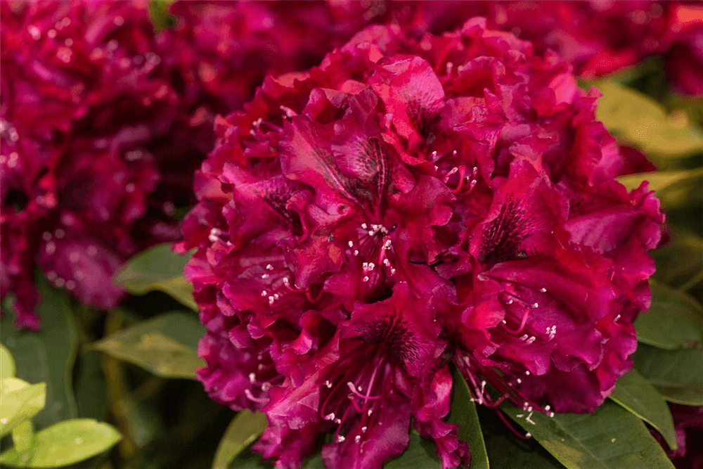 Rhododendron 'Midnight Beauty' - Gartenglueck und Bluetenkunst - DerGartenMarkt.de - Pflanzen > Gartenpflanzen > Rhododendron - DerGartenmarkt.de shop.dergartenmarkt.de