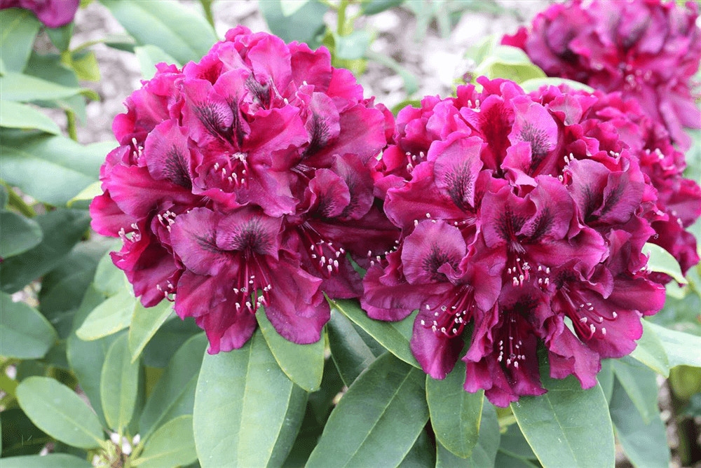 Rhododendron 'Midnight Beauty' - Gartenglueck und Bluetenkunst - DerGartenMarkt.de - Pflanzen > Gartenpflanzen > Rhododendron - DerGartenmarkt.de shop.dergartenmarkt.de
