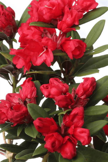 Rhododendron neriiflorum 'Burletta' - Gartenglueck und Bluetenkunst - DerGartenMarkt.de - Pflanzen > Gartenpflanzen > Rhododendron - DerGartenmarkt.de shop.dergartenmarkt.de