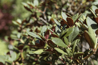 Rhododendron neriiflorum 'Burletta' - Gartenglueck und Bluetenkunst - DerGartenMarkt.de - Pflanzen > Gartenpflanzen > Rhododendron - DerGartenmarkt.de shop.dergartenmarkt.de