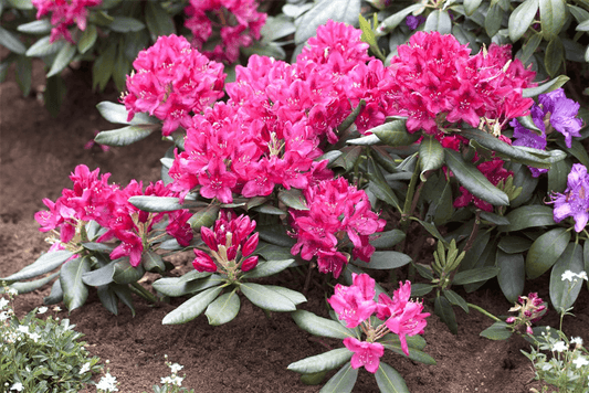 Rhododendron 'Nova Zembla' - Gartenglueck und Bluetenkunst - DerGartenMarkt.de - Pflanzen > Gartenpflanzen > Rhododendron - DerGartenmarkt.de shop.dergartenmarkt.de