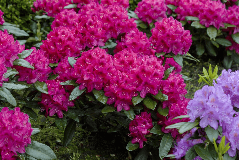 Rhododendron 'Nova Zembla' - Gartenglueck und Bluetenkunst - DerGartenMarkt.de - Pflanzen > Gartenpflanzen > Rhododendron - DerGartenmarkt.de shop.dergartenmarkt.de